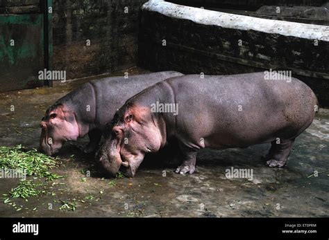 Hippopotamus eating grass ; Bannerghatta Safari ; Bannerghatta Zoo ...