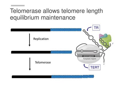 Ppt Telomerase And The Consequence Of Telomere Dysfunction Powerpoint