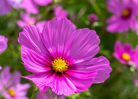 The 25 Best Summer Flowers for Your Garden- PureWow