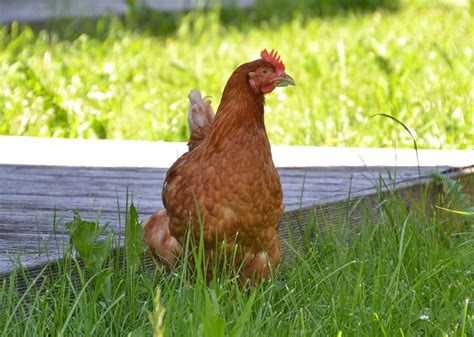 Frango Galinha Poedeira Foto Gratuita No Pixabay