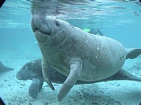 Crystal River Manatee Tours Snorkeling Swimming with Manatees | Swimming with manatees, Crystal ...