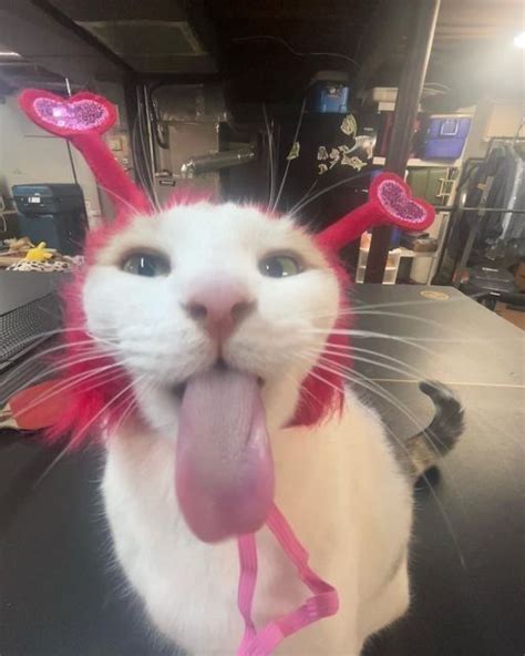 A Cat With Its Tongue Hanging Out And Some Hair Clips On It S Head