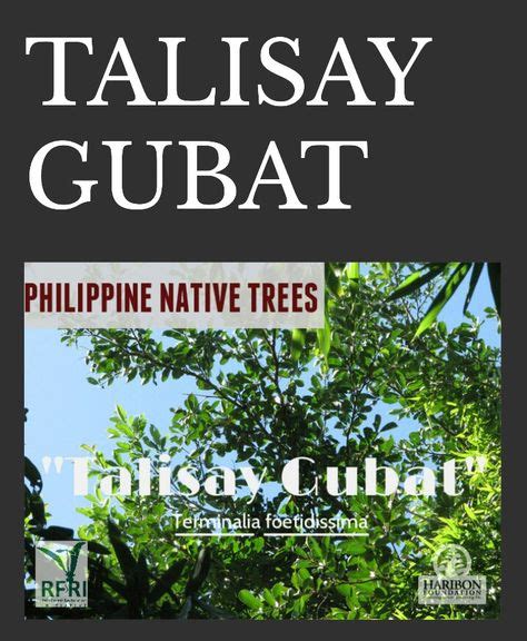 72 Native Trees Of The Philippines Ideas Forest Plants Trees To