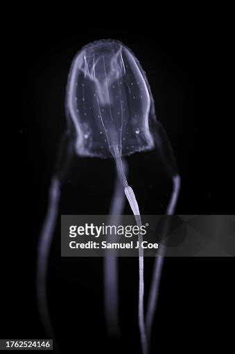 Irukandji Jellyfish High-Res Stock Photo - Getty Images