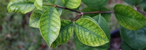 Chlorose ferrique comment la traiter et la prévenir au jardin