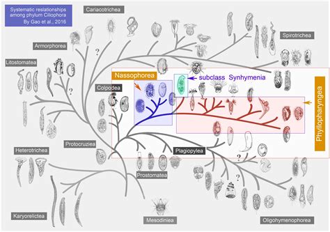 Frontiers Comparative Genomics Analysis Of Ciliates Provides Insights