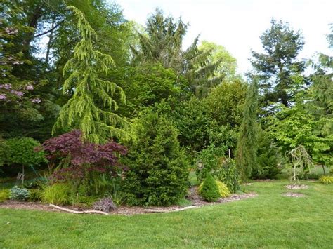 May Yard Conifers Forum GardenWeb Conifers Garden Woodland