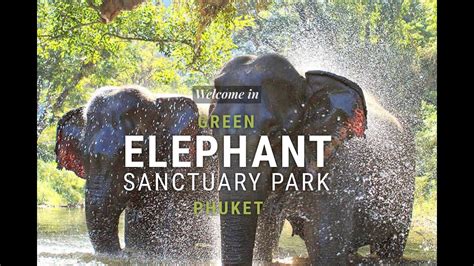 The Green Elephant Sanctuary Phuket Thailand YouTube