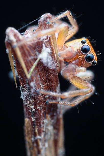 2,500+ Jumping Spider Web Stock Photos, Pictures & Royalty-Free Images - iStock