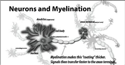 Difference Between Myelinated And Vs Unmyelinated Axons - Relationship ...