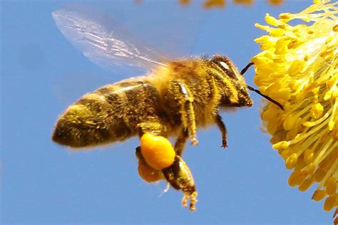 Abeja Europea Apis Mellifera Caracter Sticas H Bitat Y