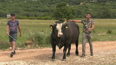 Brizan Krni A Ampion Hr U Te Koj Sprema Se Za Kamatara Tigra I