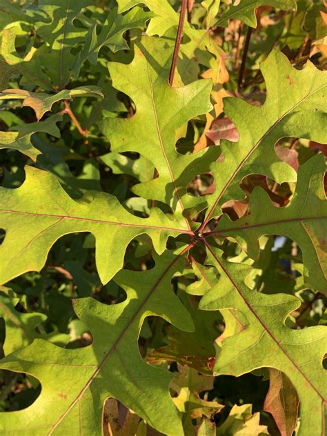 Overcup Oak Leaf