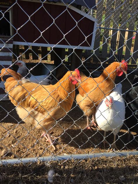 Buff Orpingtons Hens Or Roosters Page Backyard Chickens