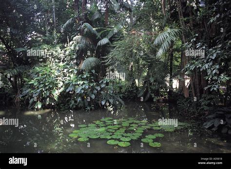 Amazon river lily pads hi-res stock photography and images - Alamy