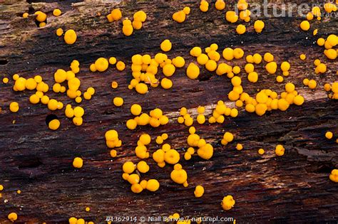 Stock Photo Of Coral Spot Fungus Nectria Sp Growing On Rotting Tree