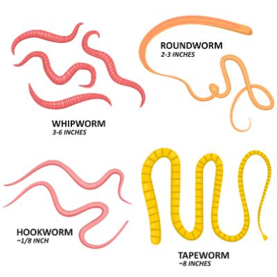 Cat Intestinal Parasites | Pet InfoRx