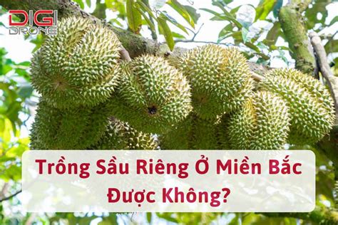 Giải Đáp Thắc Mắc Trồng Sầu Riêng Ở Miền Bắc Được Không