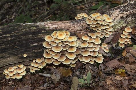 Enchanting Fungi On A Decaying Tree