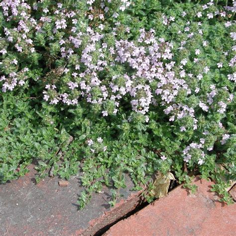 Creeping Thyme | Star Nursery Garden and Rock Centers