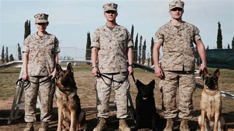 Is 2017 Film Megan Leavey Based On True Events Real Story Behind