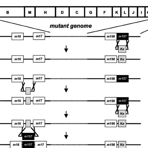 Genome Structure Of Recombinant Mcmvs The Hindiii Cleavage Map Of The