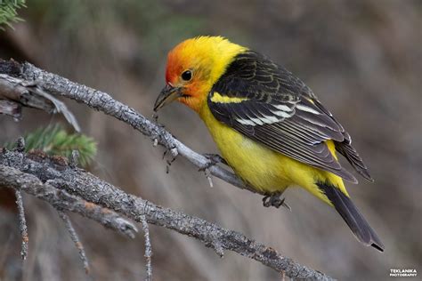 Western Tanager – Teklanika Nature Photography