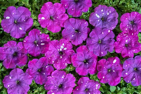 Петунія дрібноквіткова Дот Стар F1 темно-фіолетова Petunia milliflora ...
