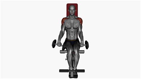 Master Seated Front Raises With Dumbbells A Beginners Guide To