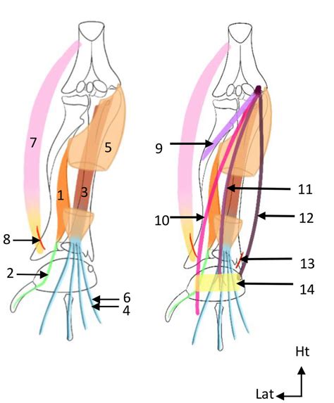 Diagramme de 305 CM10 Poignet et main Schéma 6 Muscles ant de l