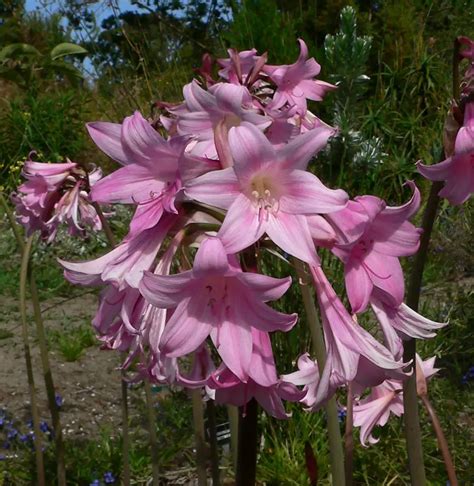 Amaryllis Flower Interesting Facts And Meaning A To Z Flowers