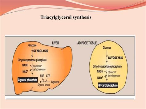 Triglyceride Metabolism Ppt