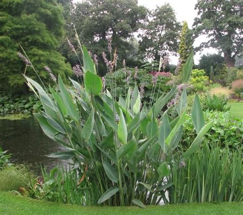 Thalia Dealbata Plants Plant Identification Pond Design