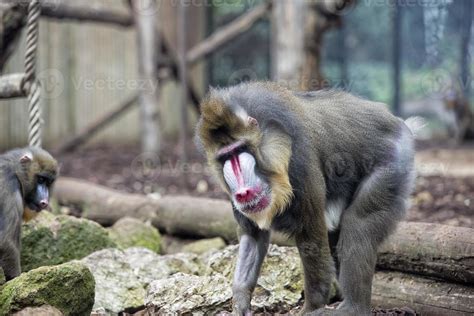 Isolated Mandrill Monkey portrait 20421712 Stock Photo at Vecteezy