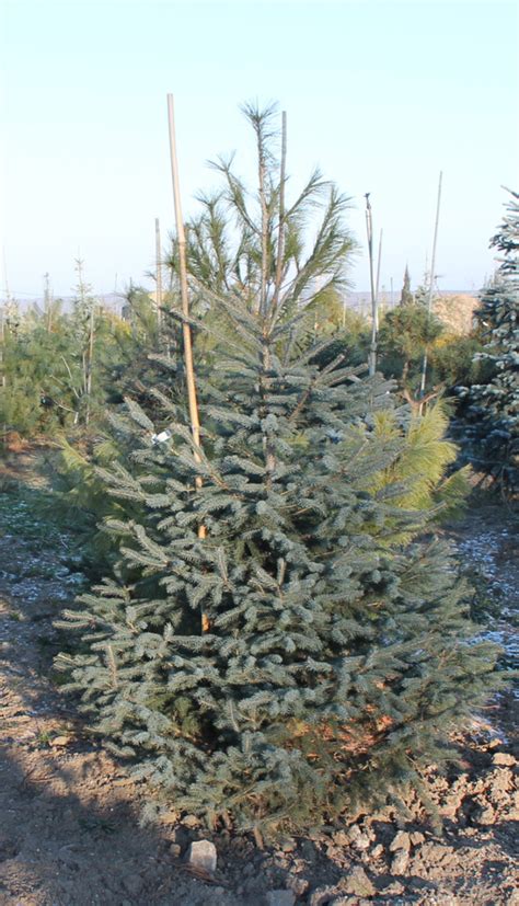 Купить Ель черная (Picea mariana) от 1 599 руб. в интернет-магазине ...