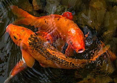 Os Peixes Vermelhos Brilhantes De Koi Nadam Em Um Peixe Aberto Da Lagoa