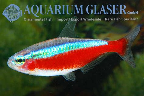 Rummy Nose Tetras And Cardinals German Bred Ones Available Aquarium