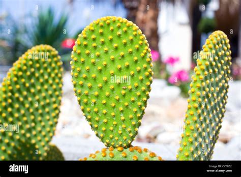 Phylloclade hi-res stock photography and images - Alamy