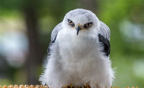 White-tailed Kite - Lindsay Wildlife Experience