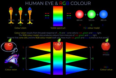 Lms Colour Space Lightcolourvision Org