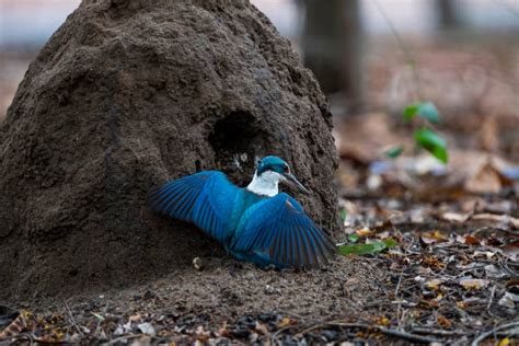 Belted Kingfisher Nest