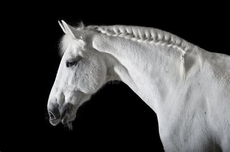 White Horse On Black Background Stock Photo - Image: 49213363