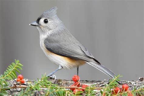 Tufted Titmouse: Bird Identification, Habits, Facts, Nesting - Bird ...