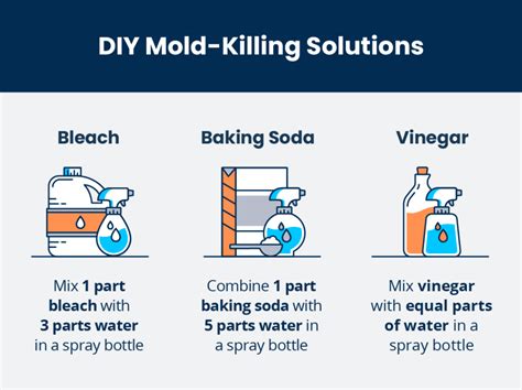 How To Kill Mold On Drywall Proven Techniques For A Rental Home