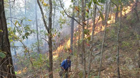 Al Menos 60000 Hectáreas De Bosque Se Queman En Honduras Cada Año