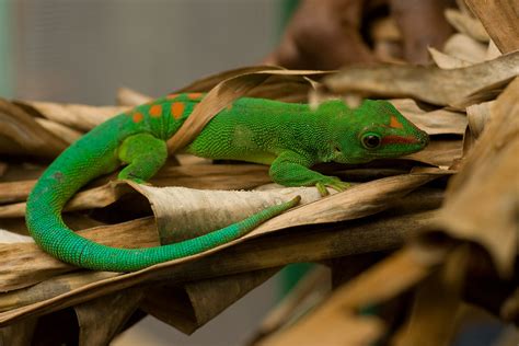 Madagascar day gecko / madagaskardaggekko (Phelsuma madaga… | Flickr