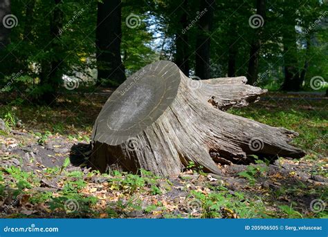 Huge Stump Felled Tree Stock Image Image Of Grass Stem 205906505