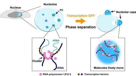 Transcriptional Suppression Of Ribosomal Dna With Phase Separation