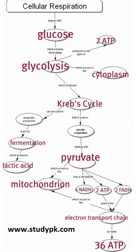 Cellular Respiration Flow Chart