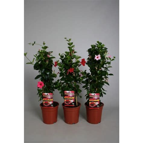 Gartenkrone Dipladenie Mandevilla Sanderi Sundaville Bl Te Farbmix